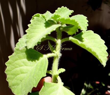  Leafy shoot with leaves in adaxial view
